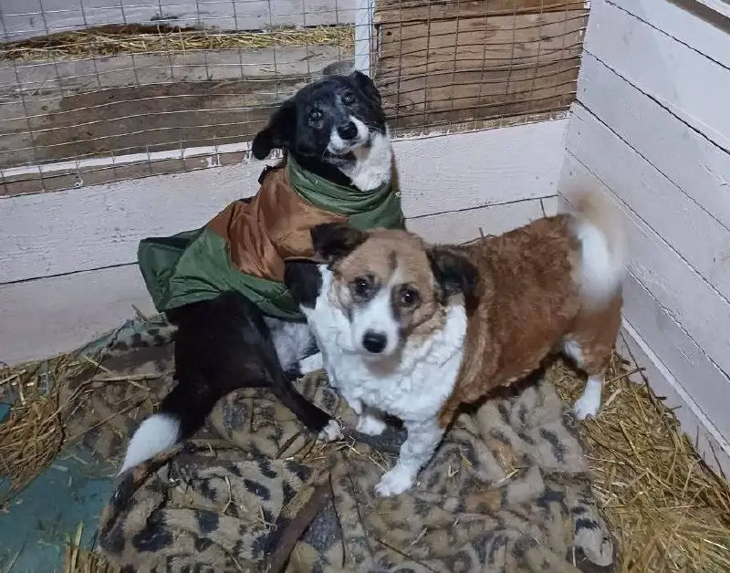 Собака Белка из приюта - Собаки (Животные) в Тюмень