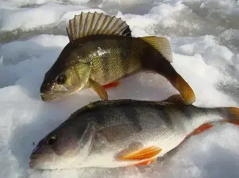 Продажа крупного окуня - Садоводство в Тюмень