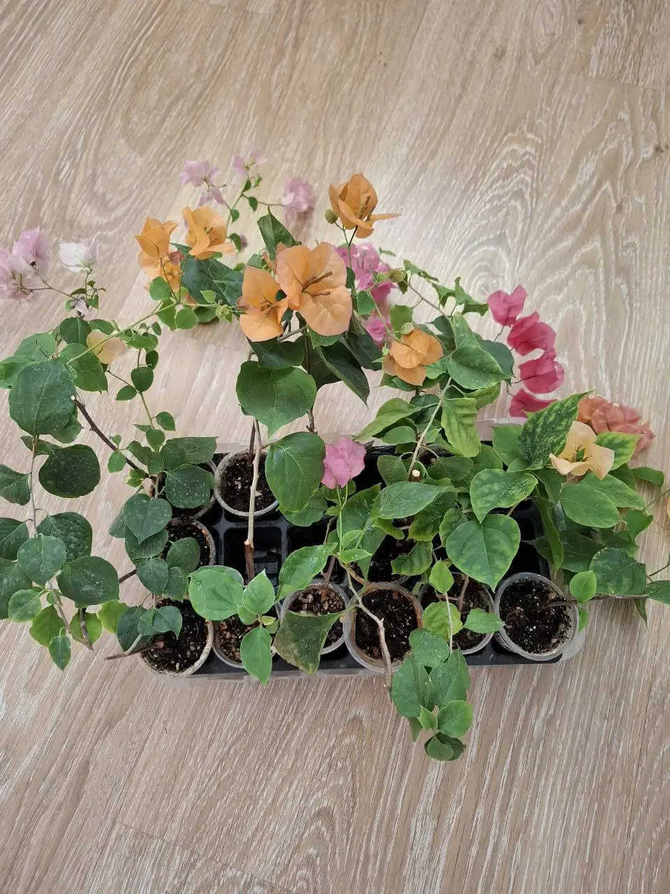 Отростки цветущей бугенвиллии - Растения (Хобби и отдых) в Тюмень