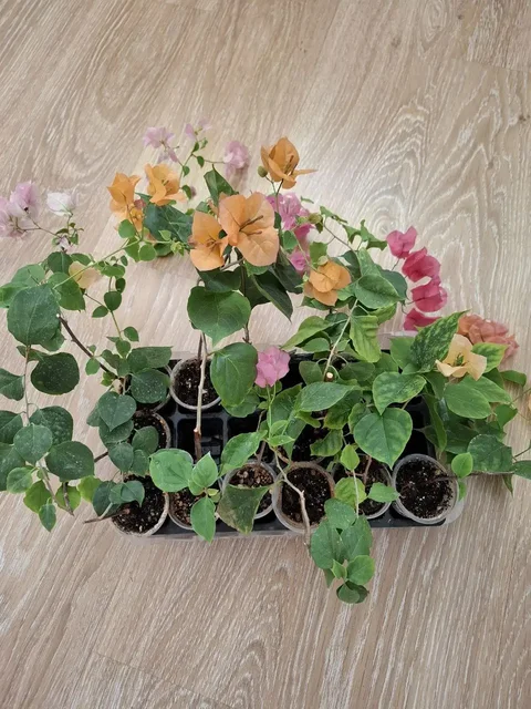 Отростки цветущей бугенвиллии - Садоводство в Тюмень