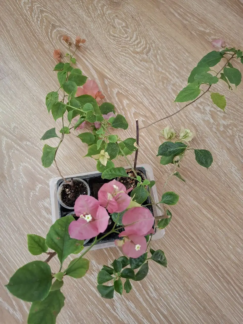 Отростки цветущей бугенвиллии - Растения (Хобби и отдых) в Тюмень