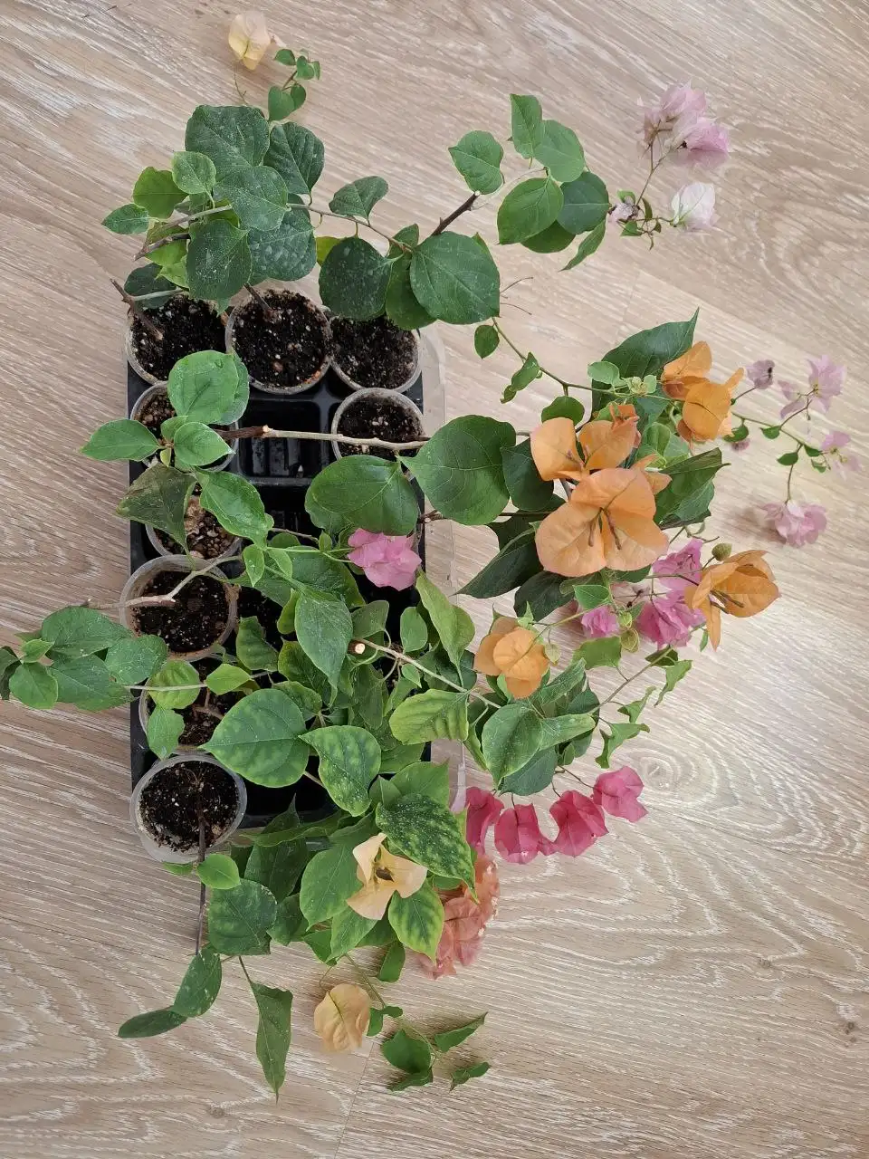 Отростки цветущей бугенвиллии - Растения (Хобби и отдых) в Тюмень