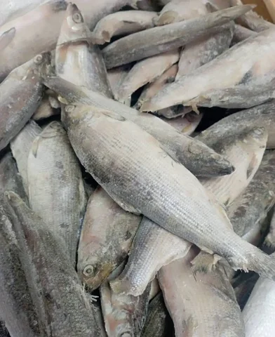 Свежемороженый сырок (Ямальский) от 5 кг - Косметика в Тюмень