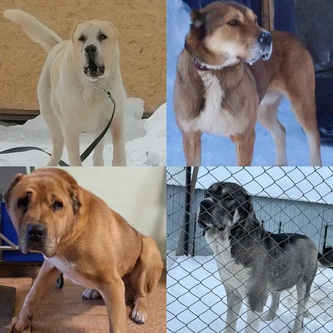 Алабаи для охраны и семьи - Мясо и мясные продукты в Тюмень