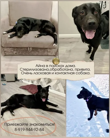 Айна - идеальная собака в поисках дома - частное объявление в Тюмень
