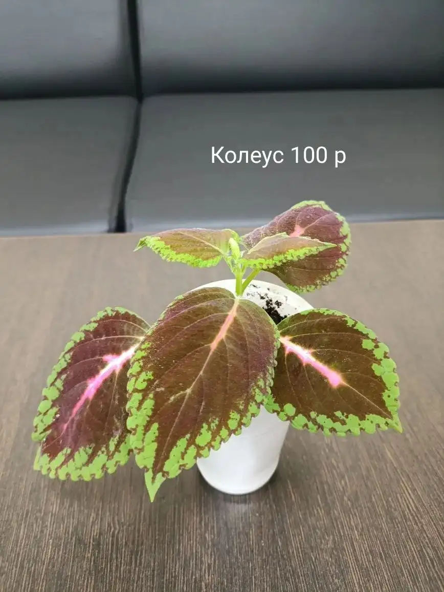 Объявления Тюмень - Барахолка в Тюмень