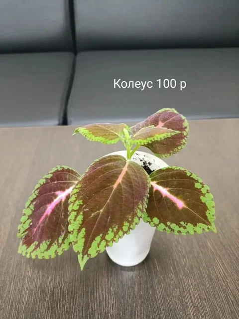 Объявления Тюмень - Сельхозтехника в Тюмень