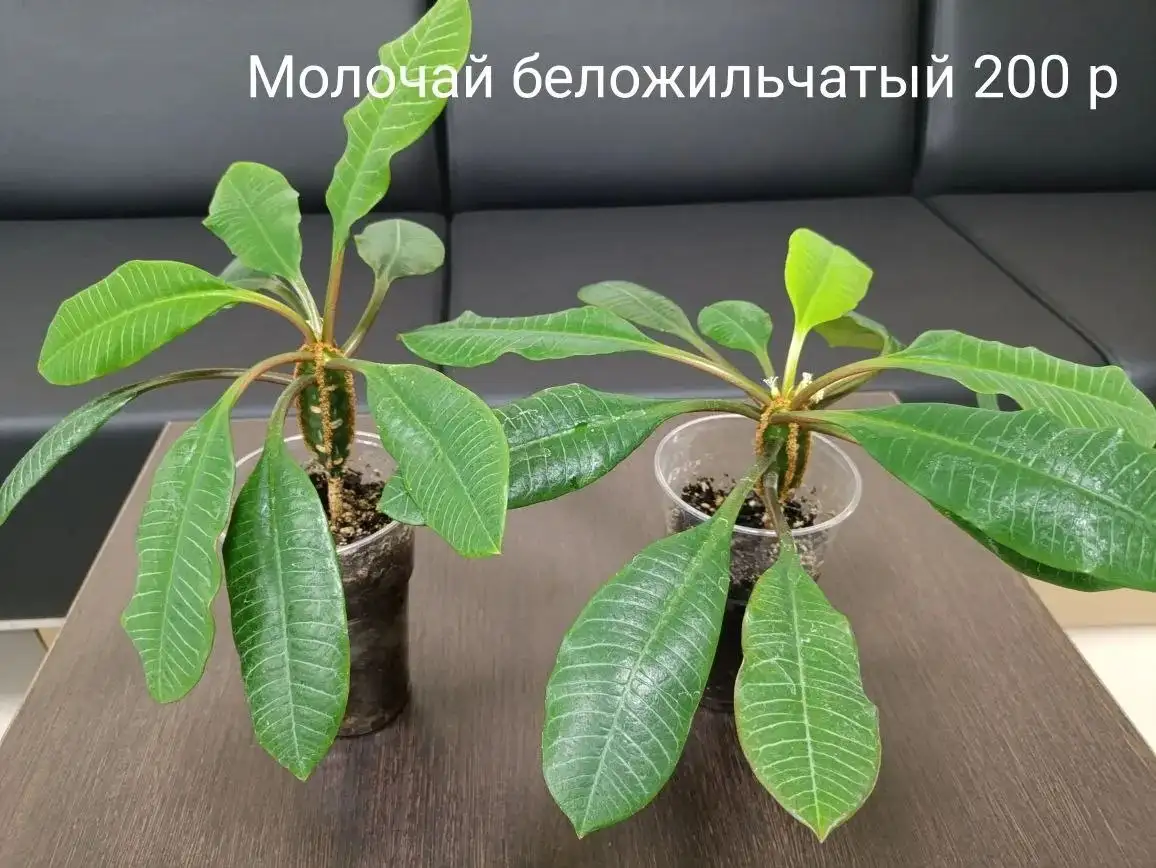 Объявления Тюмень - Барахолка в Тюмень