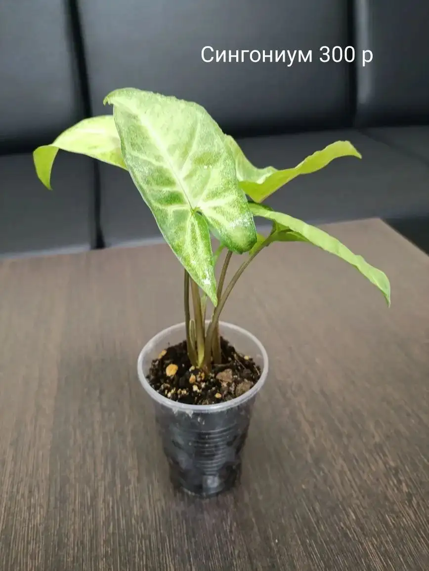 Объявления Тюмень - Барахолка в Тюмень