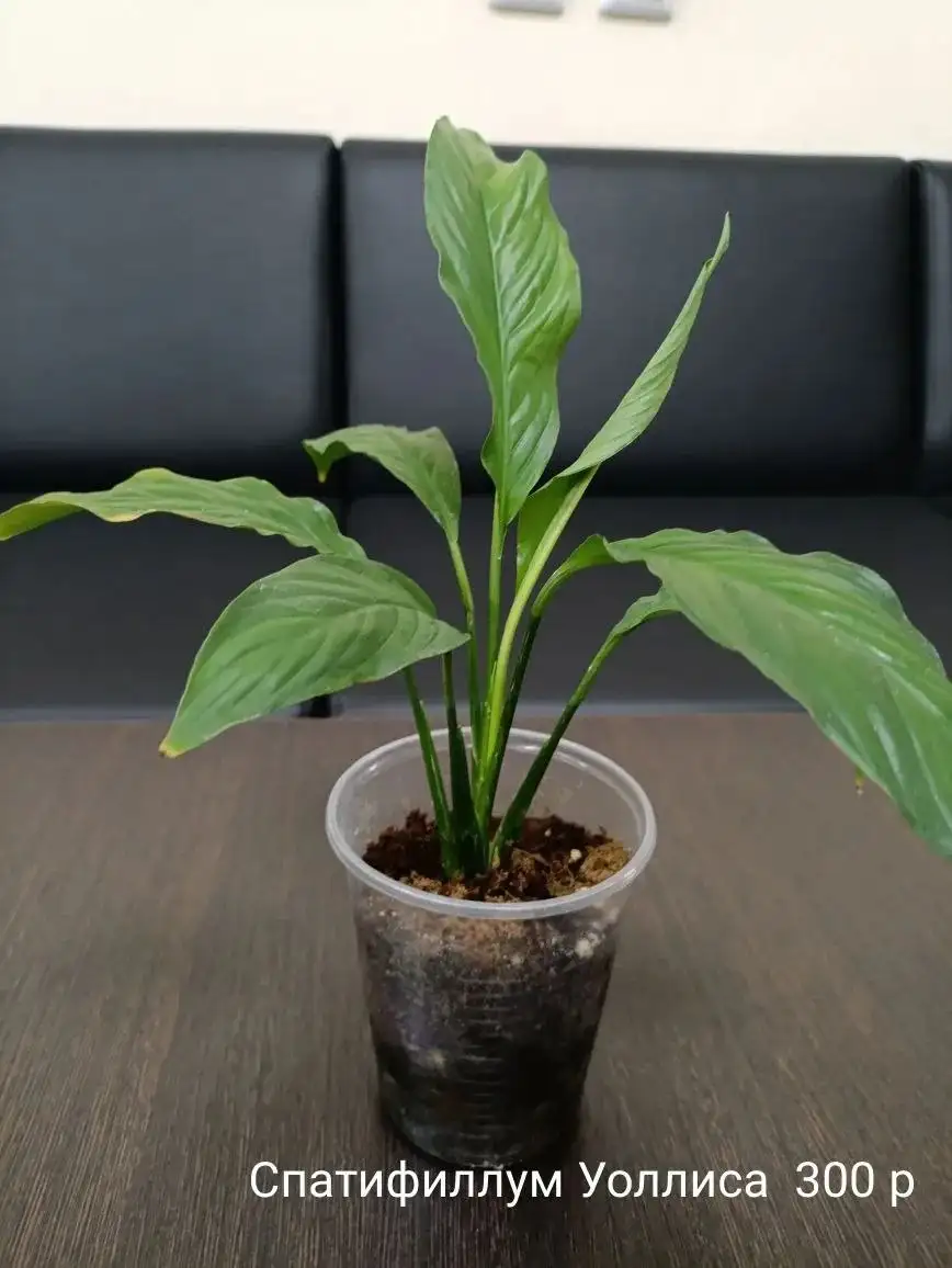 Объявления Тюмень - Барахолка в Тюмень