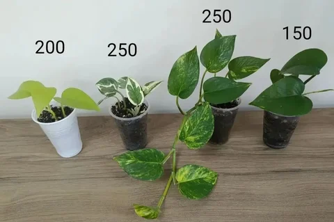 Эпипремнумы разных сортов - частное объявление в Тюмень