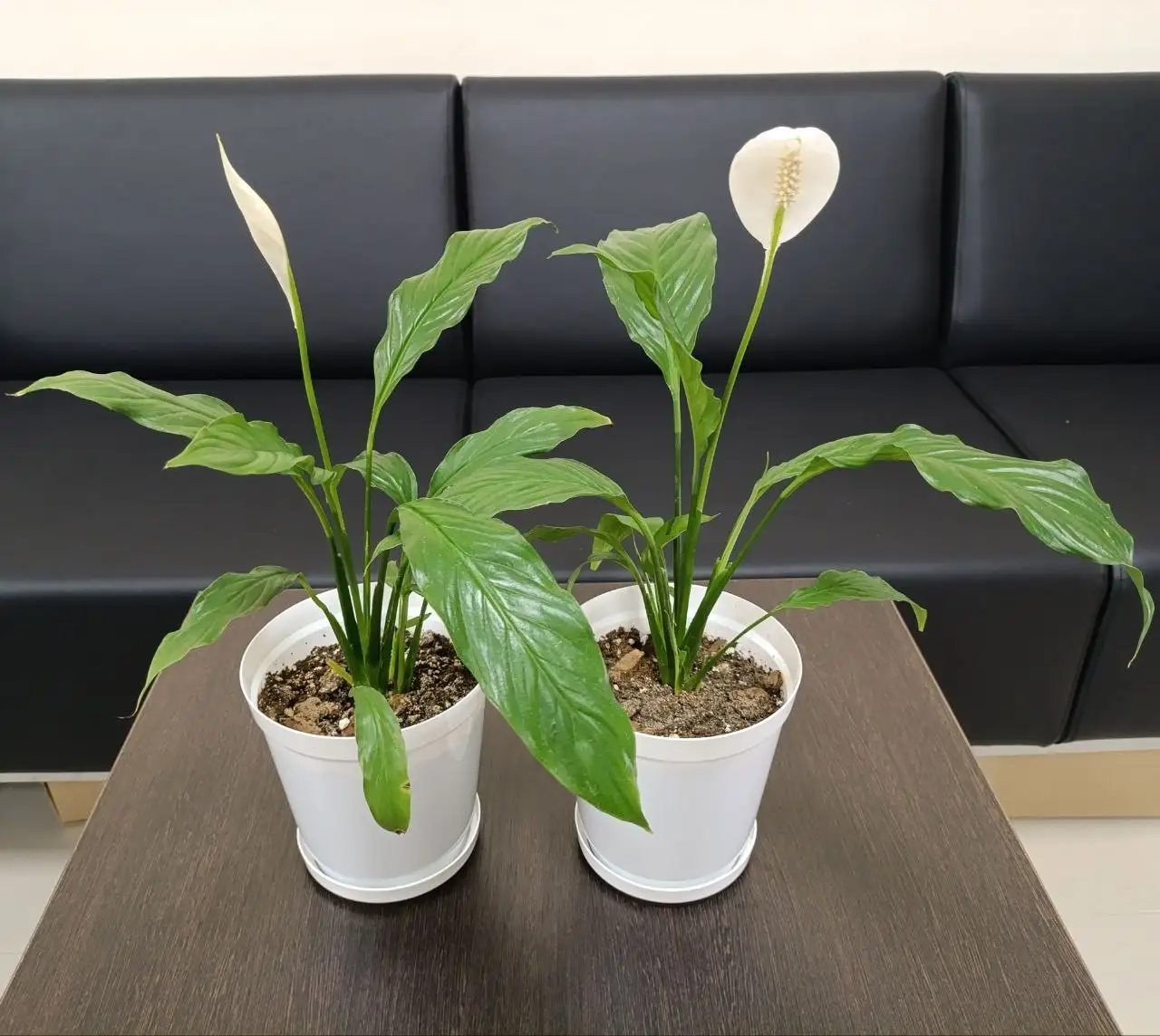 Продам спатифиллум - Барахолка в Тюмень