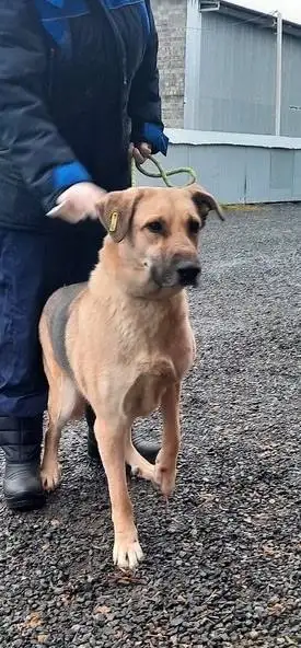 Продажа собаки - Собаки (Животные) в Тюмень