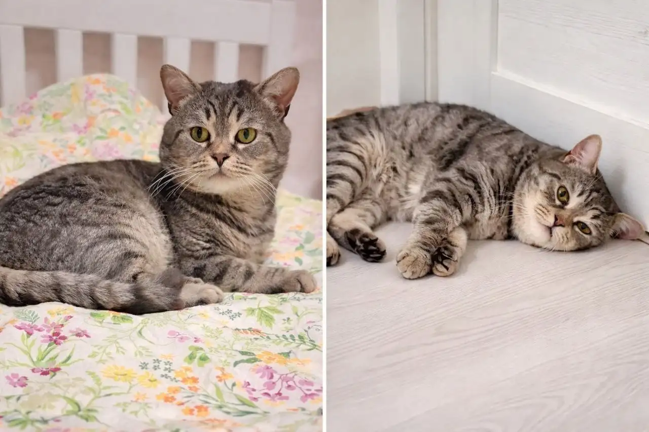 Котик найденный на улице - Кошки (Животные) в Тюмень