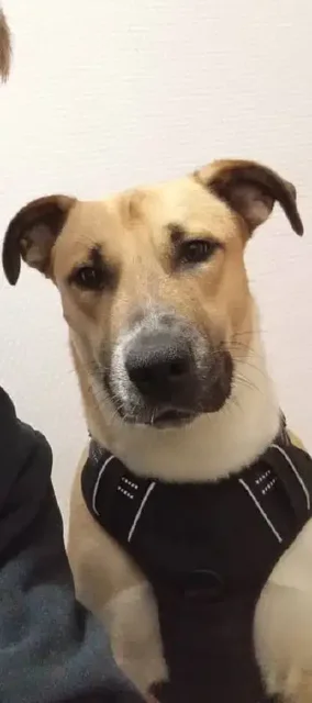 Молодой пес фенотип Стаффа ищет дом - Потерянные/найденные в Тюмень