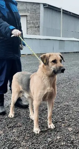 Крупный воспитанный пес ищет дом - Животные в Тюмень