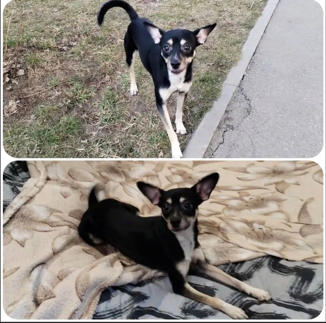 Ищу дом для кота - Кошки (Животные) в Тюмень