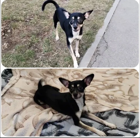 Ищу дом для кота - Кошки в Тюмень