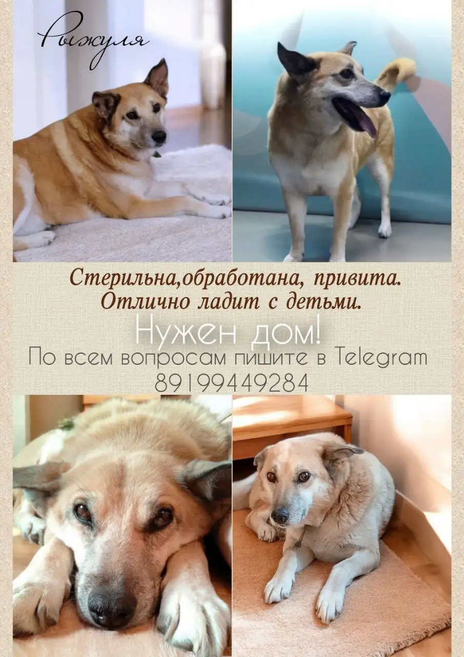 Продам рыжего кота - Кошки (Животные) в Тюмень