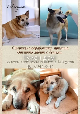 Продам рыжего кота - Передержка в Тюмень