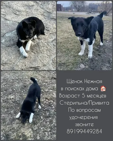 Продажа телефона - null в Тюмень