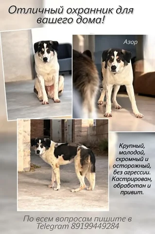 Помощь на дому для пожилых – Азор - Развлекательные услуги в Тюмень