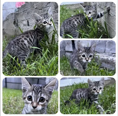 Кошка в добрые руки - Ветеринария в Тюмень