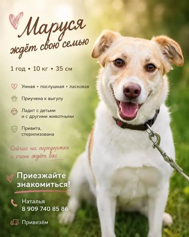Маруся 🐶 в добрые руки - Ветеринария в Тюмень