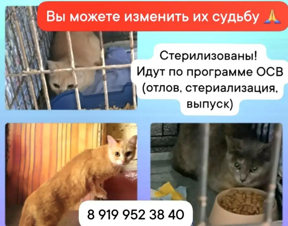 Ищем дом для стерилизованных кошек - Животные в Тюмень