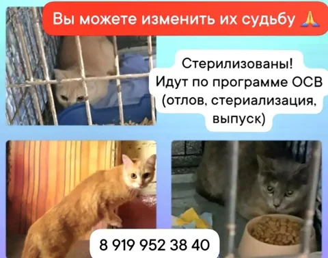 Ищем дом для стерилизованных кошек - Ветеринария в Тюмень
