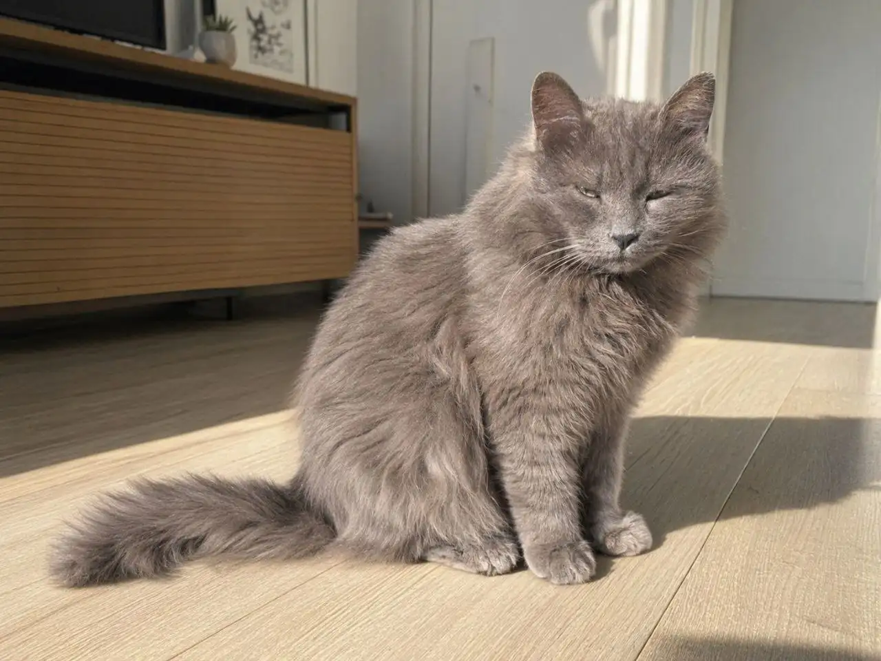 Кот Скай ищет дом - Кошки (Животные) в Тюмень
