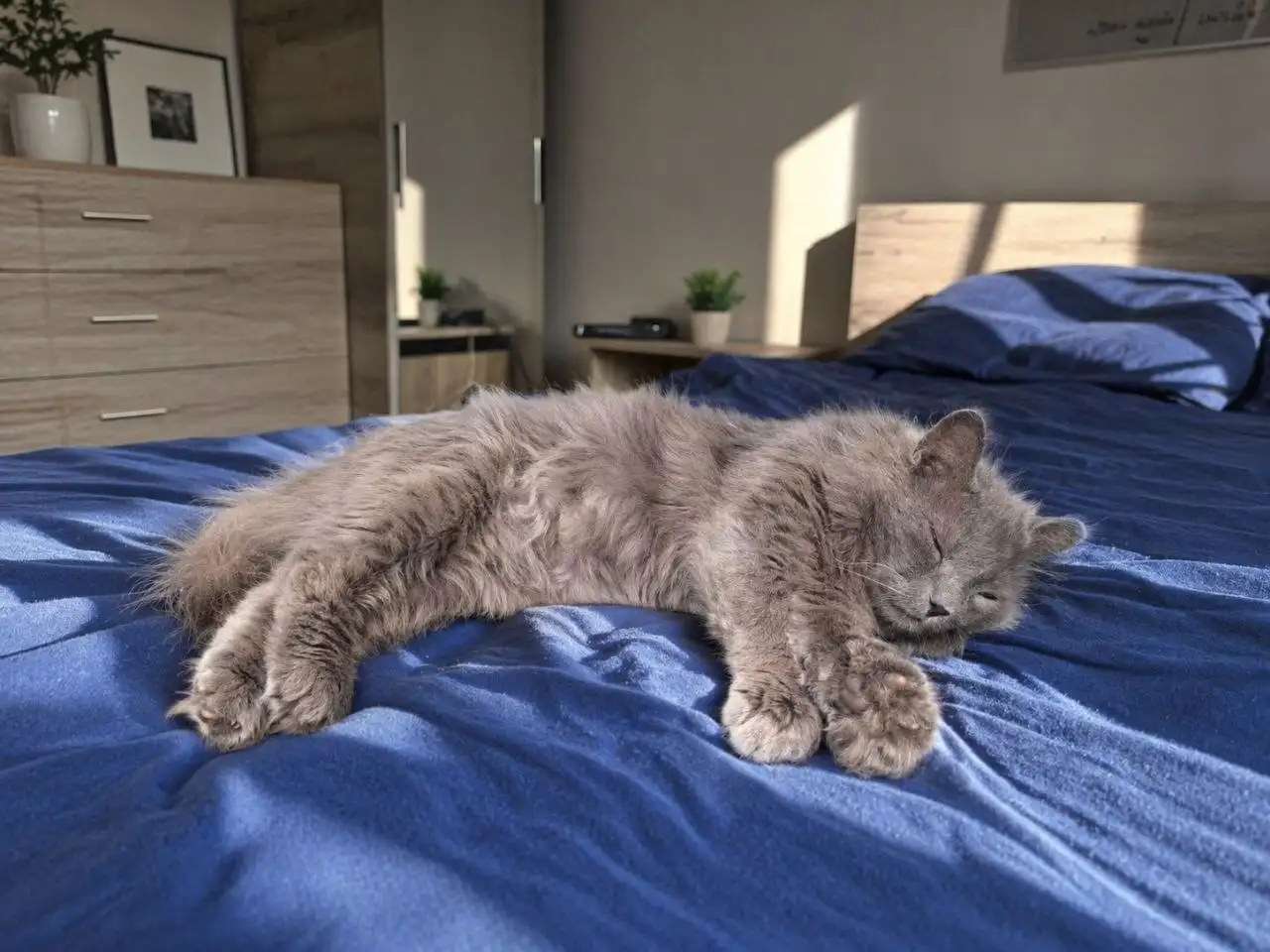 Кот Скай ищет дом - Кошки (Животные) в Тюмень