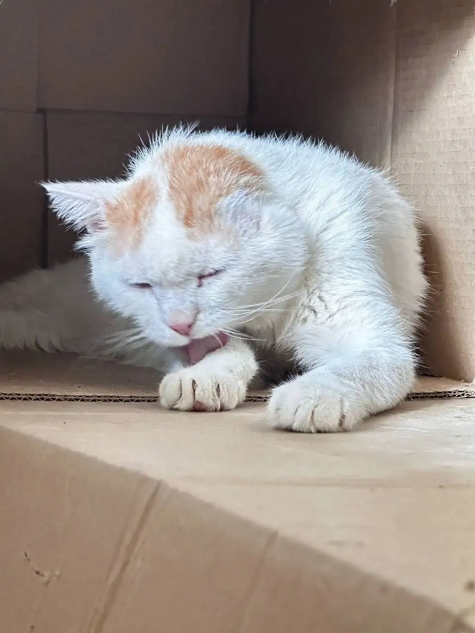 Особенный котик без ушка ищет дом - Кошки (Животные) в Тюмень
