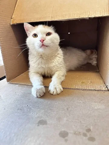 Котик без ушка ищет дом - Кошки в Тюмень