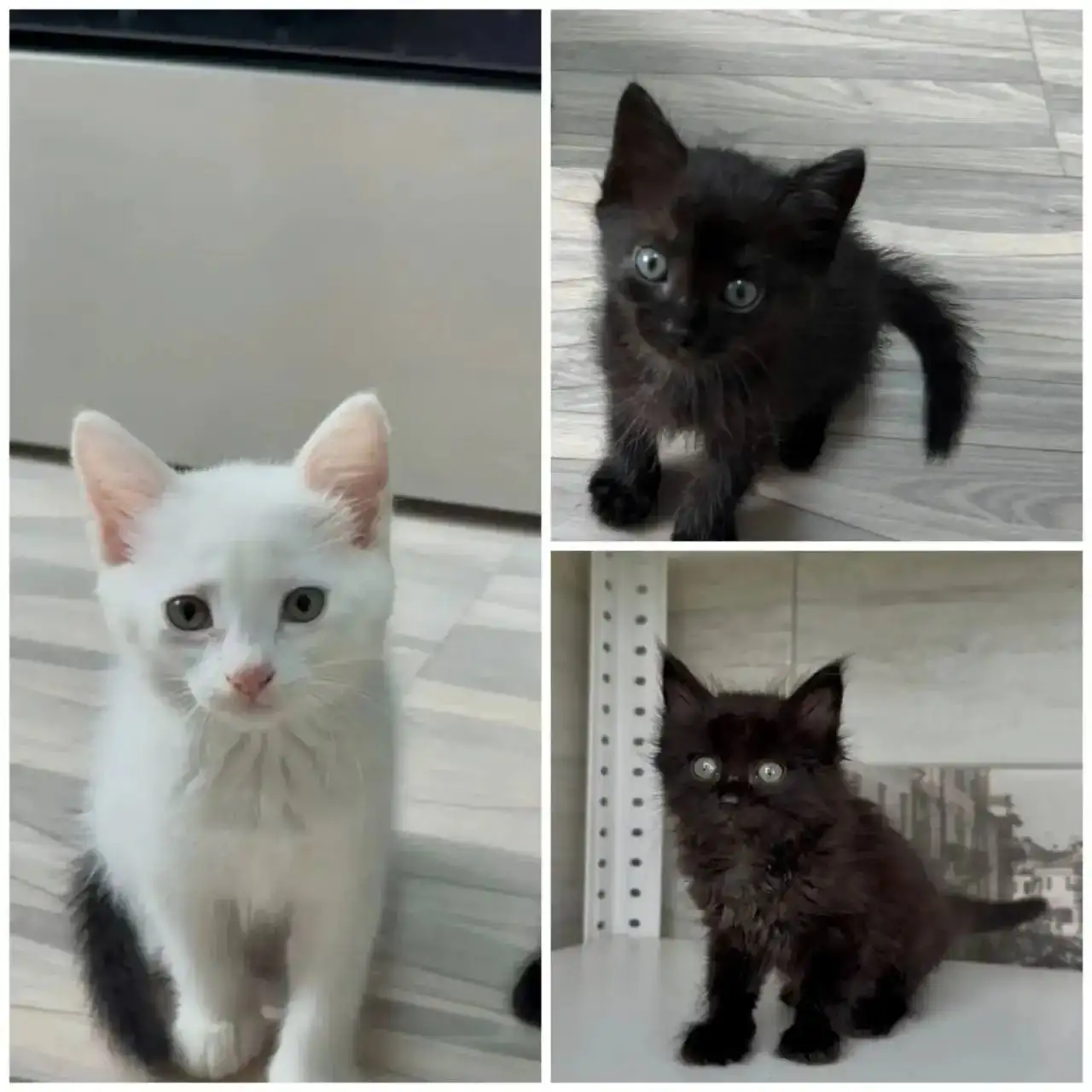 Продаются милые котята, 2 месяца - Кошки (Животные) в Чита