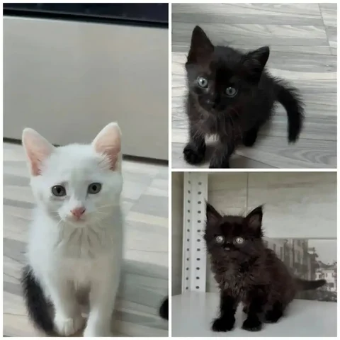 Продаются милые котята, 2 месяца - Кошки в Чита