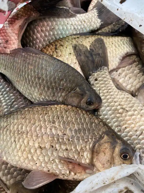 Продажа говядины, рыбы и красной икры