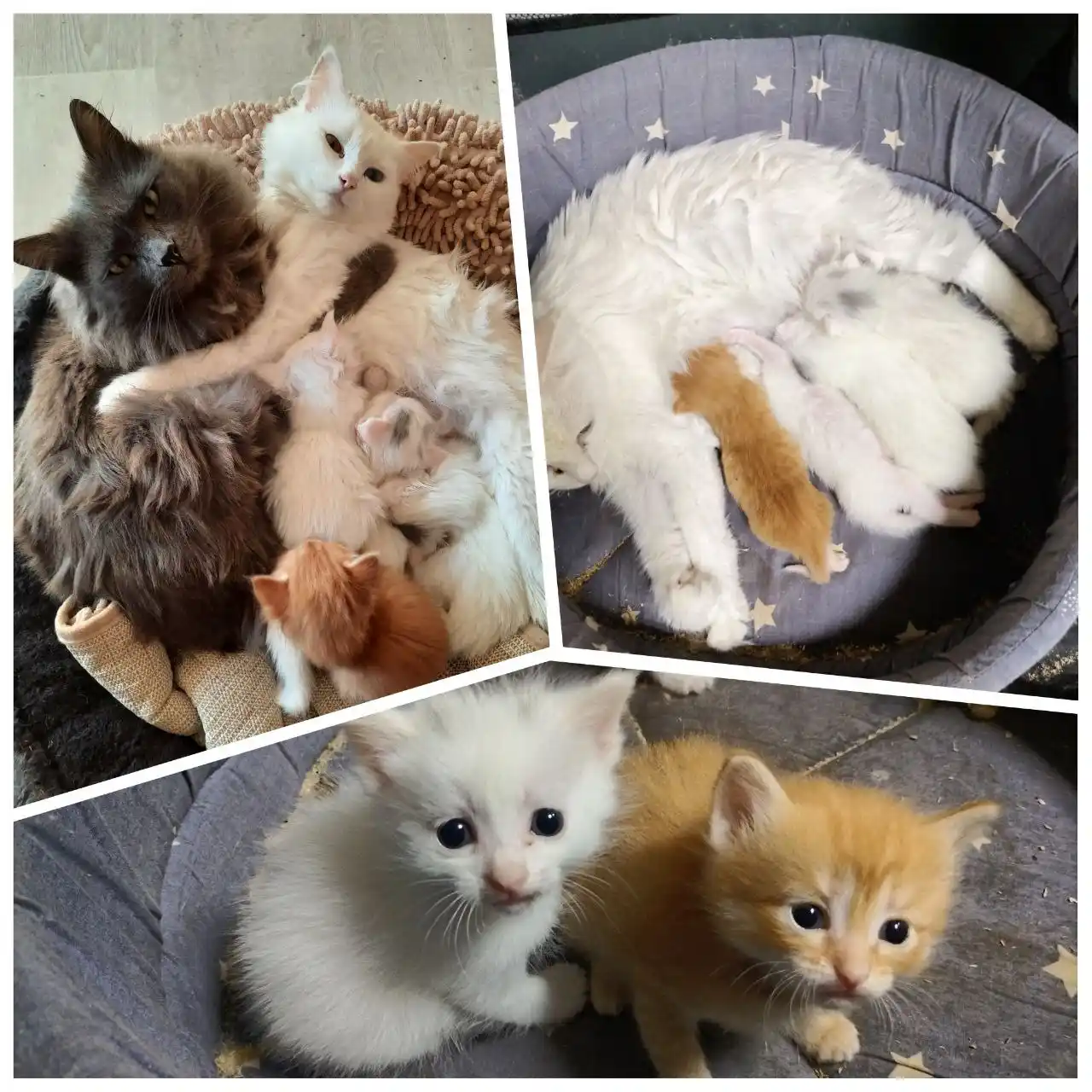 Чистокровные котята Турецкой Ангоры - частное объявление в Чита