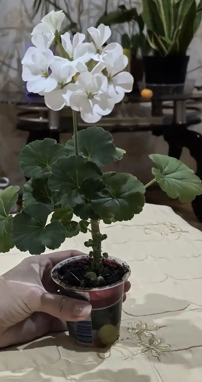 Цветы в наличии - частное объявление в Чита