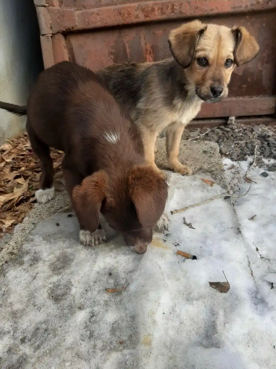 Щенки нуждаются в доме - Животные в Чита