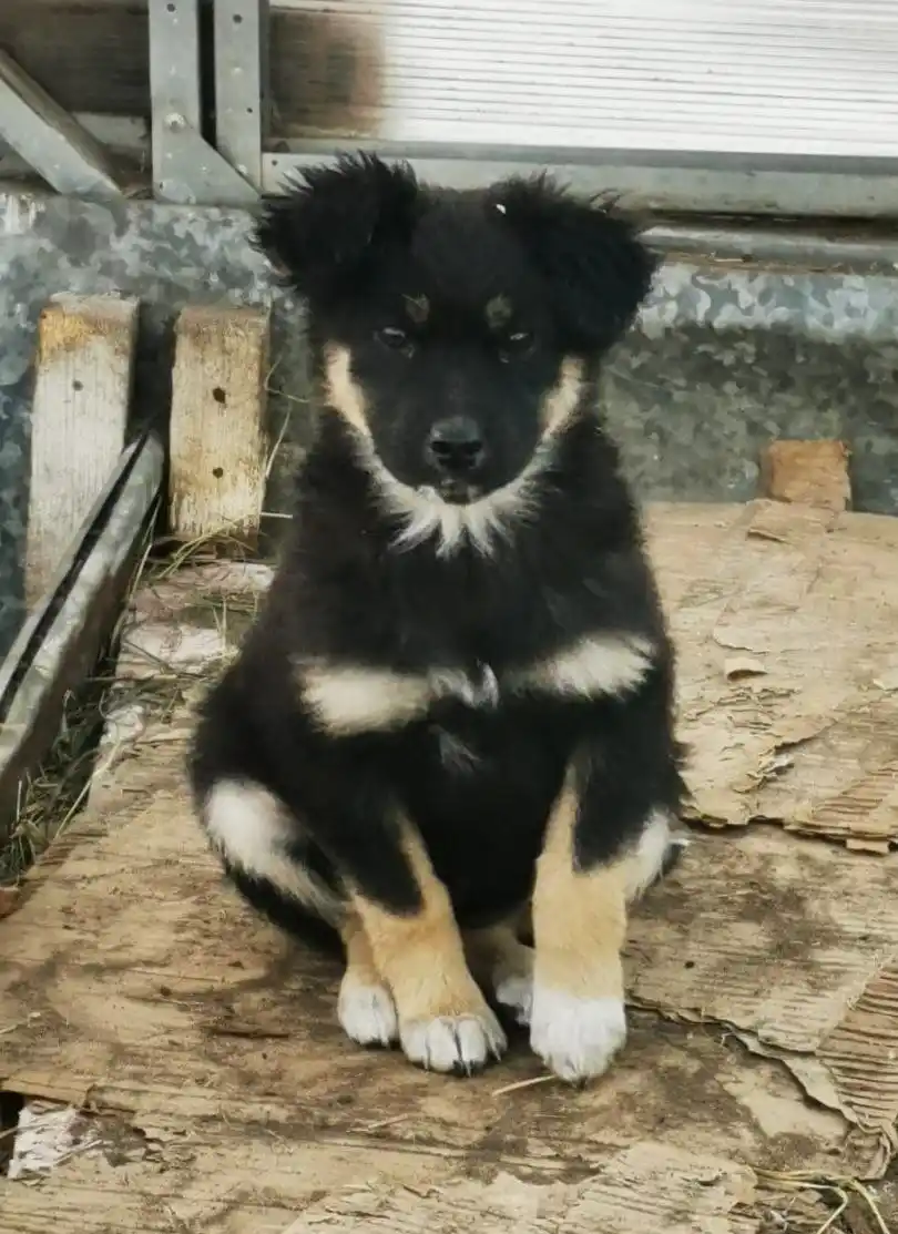 Срочная перевозка щенка в Карымскую - Животные в Чита