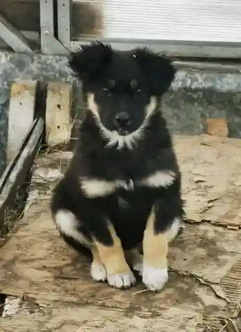 Срочно нужна передержка собаки - Животные в Чита