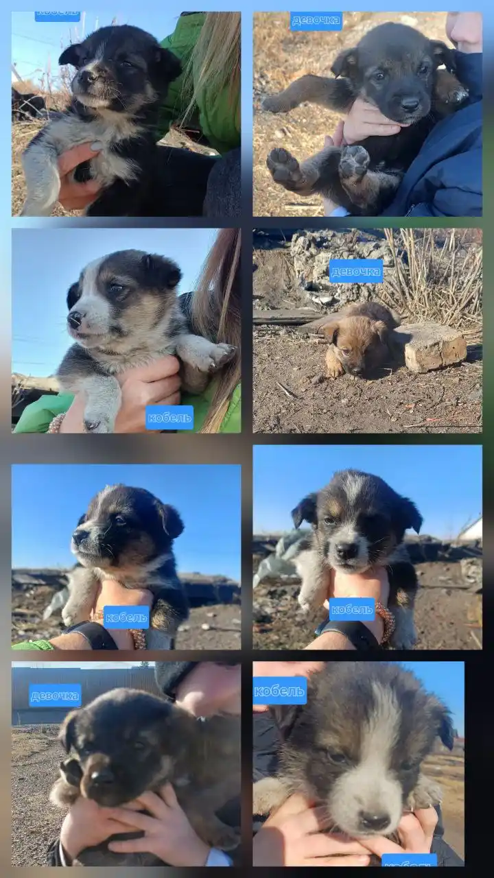 Нужен дом щенкам