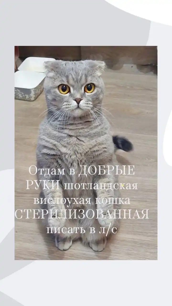 Нужен дом красавице кошке