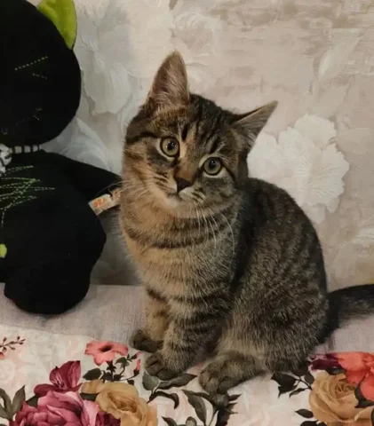 Красивая и нежная малышка Рыся ищет дом - Животные в Чита