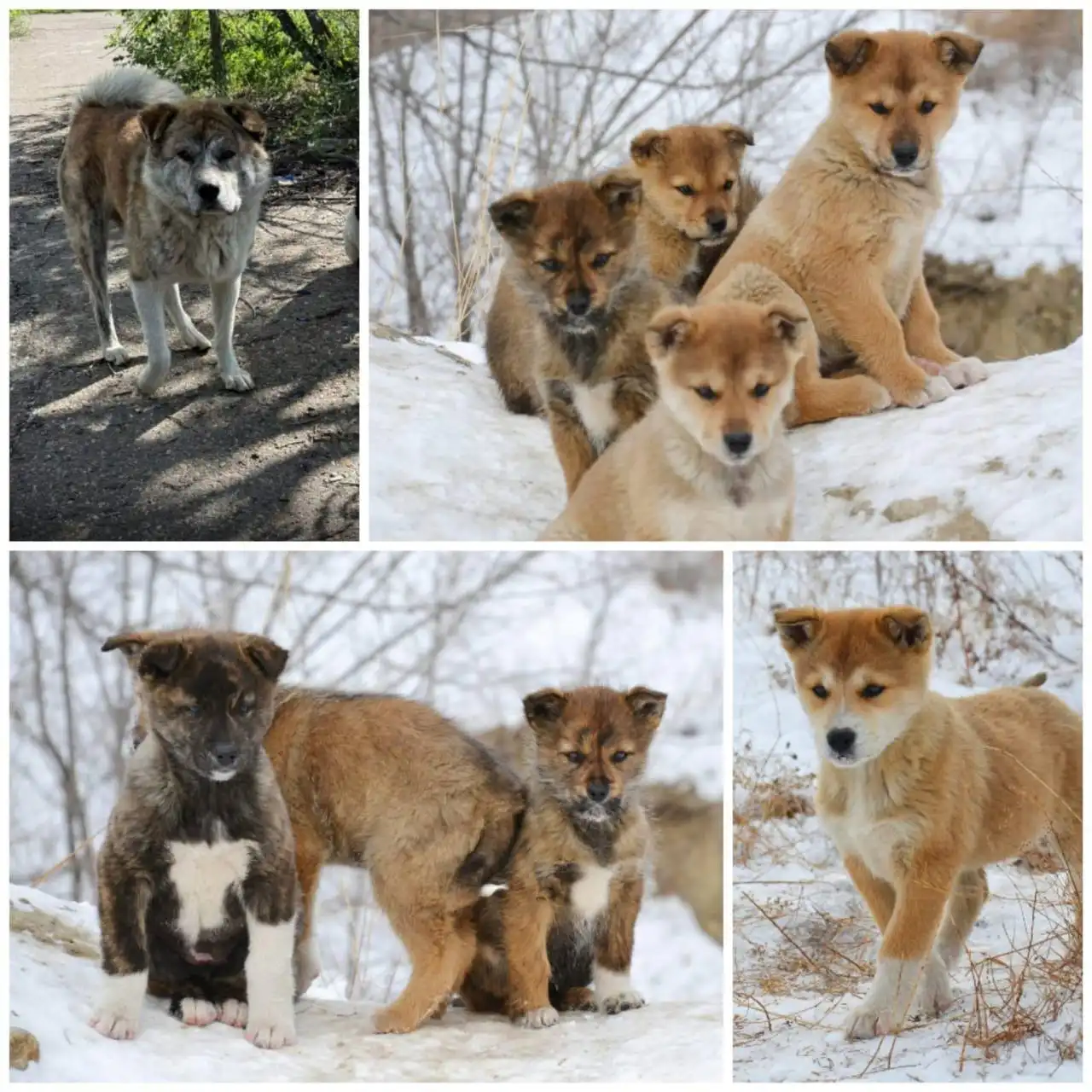 Щенки от крупных родителей ищут дом