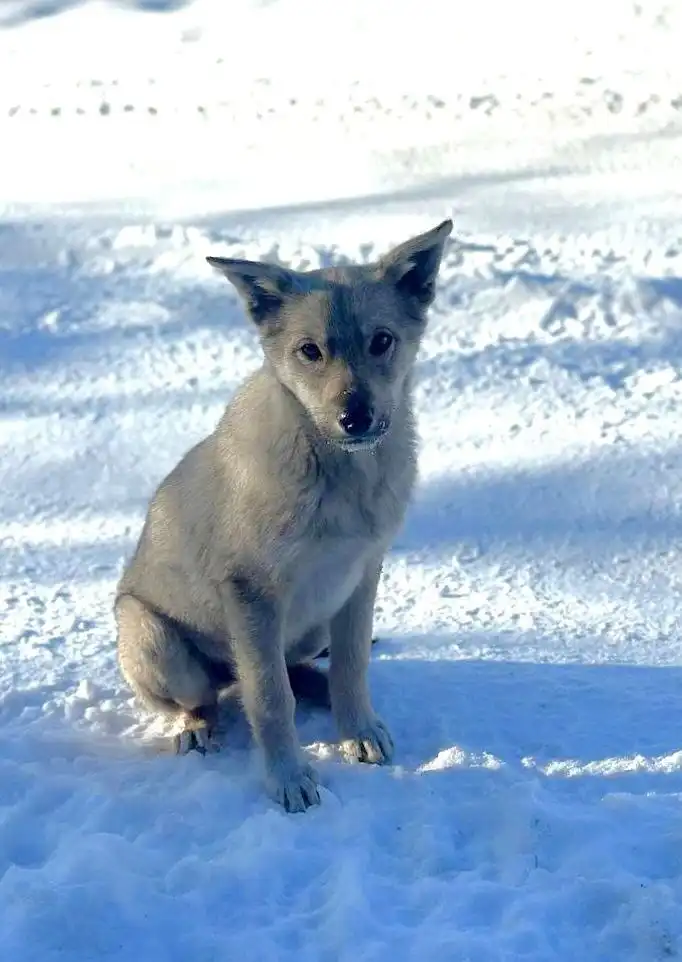 Щенок ищет дом и работу охранницей
