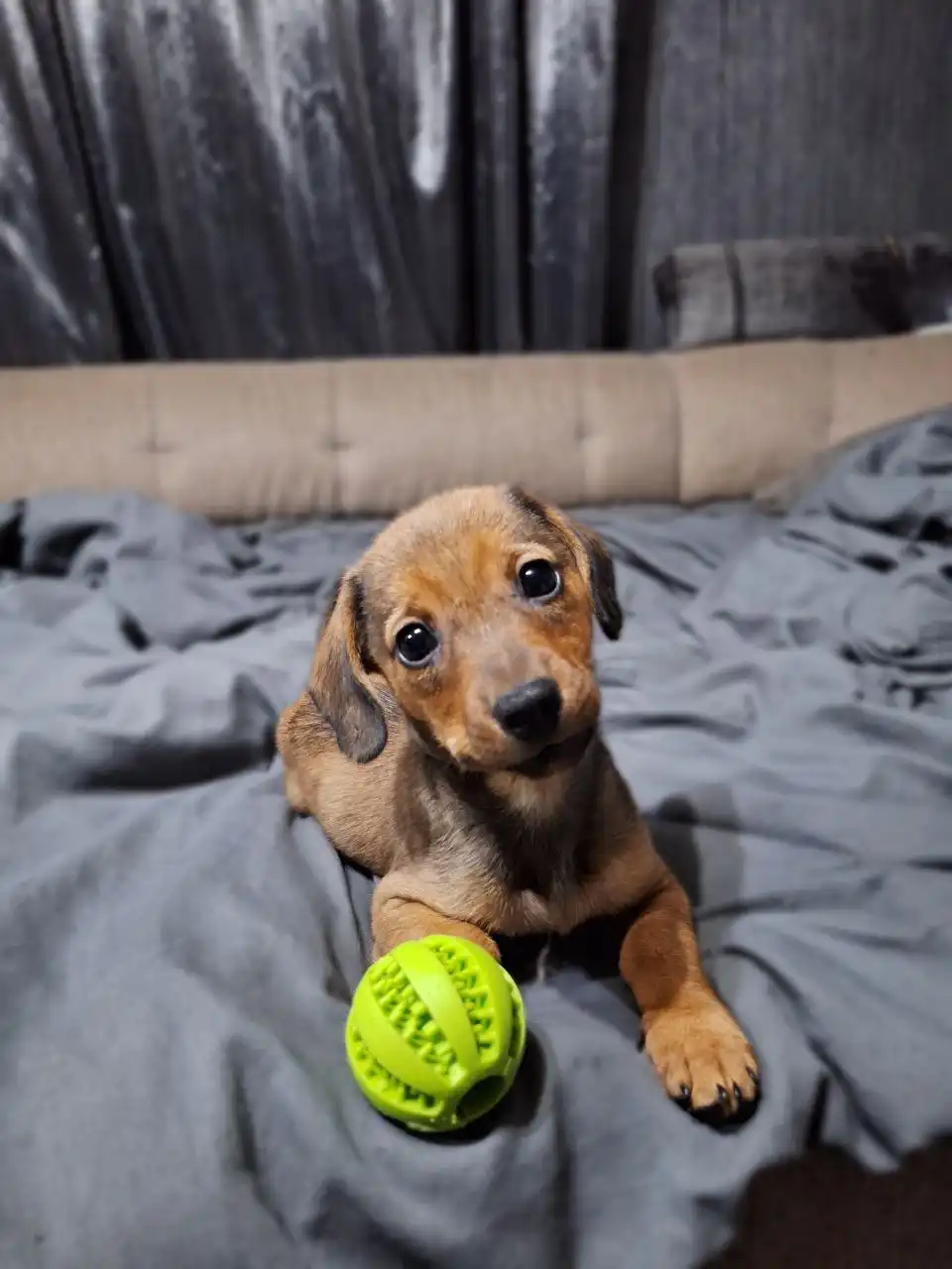 Щенок ищет семью