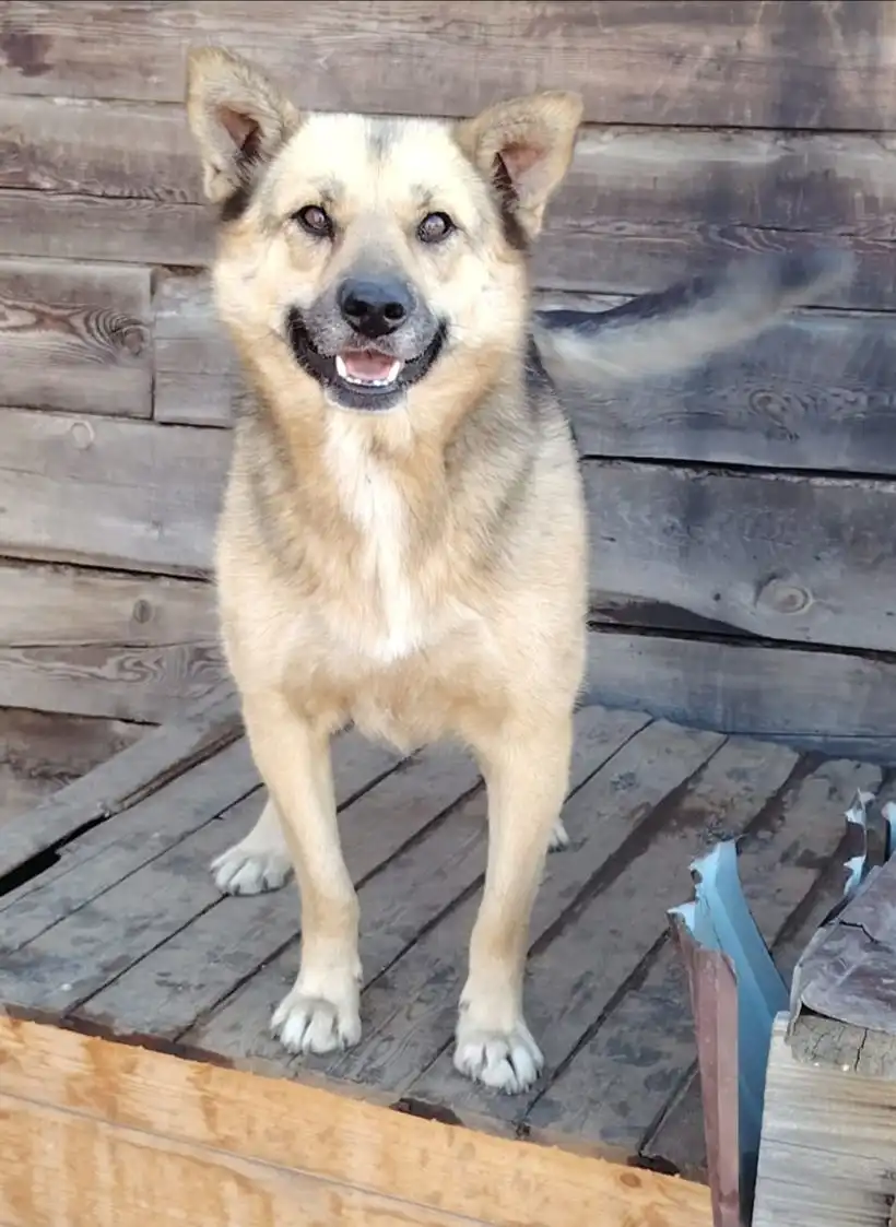 Пристройство двух сестринских собак