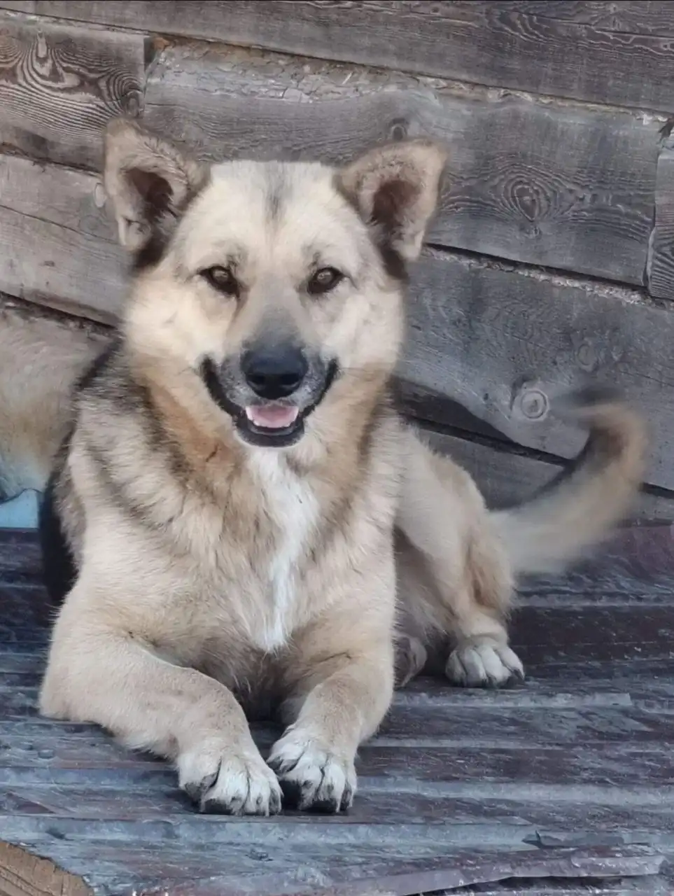 Пристройство двух сестринских собак